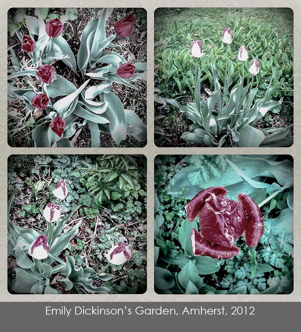 Quad of cell phone photos of tulips taken in Emily Dickinson's garden, Amherst, 2012.