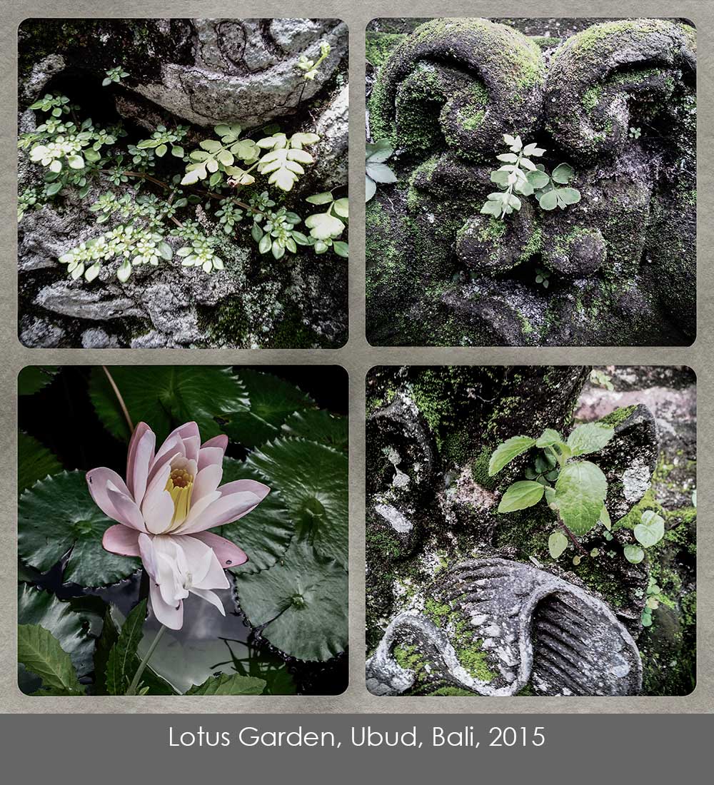 Four cell phone photos taken at the Lotus Garden in Ubud, Bali, 2015.
