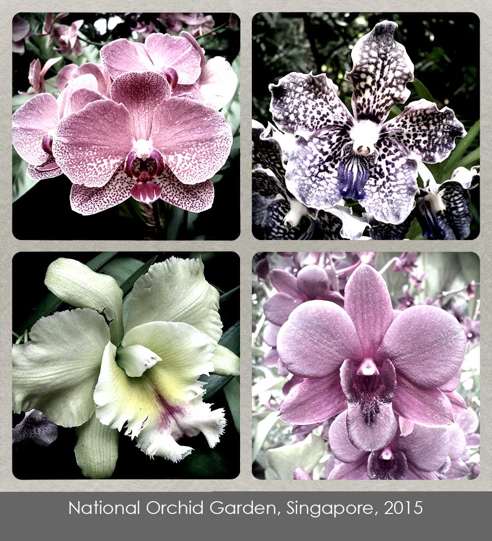 Cell phone photos of flowers from the orchid garden in Singapore.